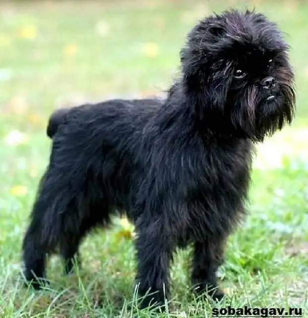 Аффенпинчер собака. Описание, особенности, уход и цена аффенпинчера