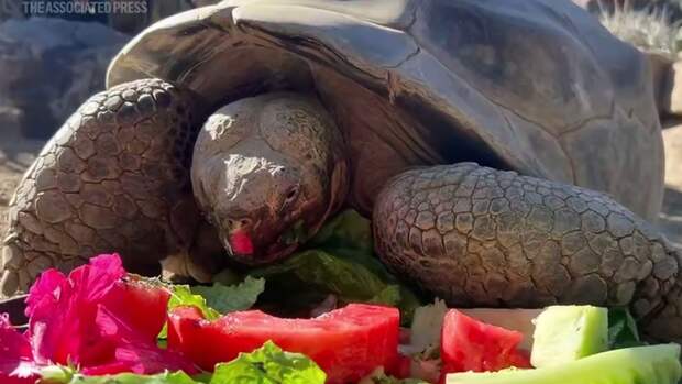 Одна из старейших галапагосских черепах умерла на 142-м году жизни
