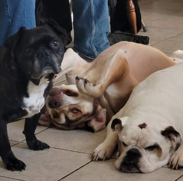 Bigpicture.ru забавных фото с животными, которые гарантированно поднимут вам настроение