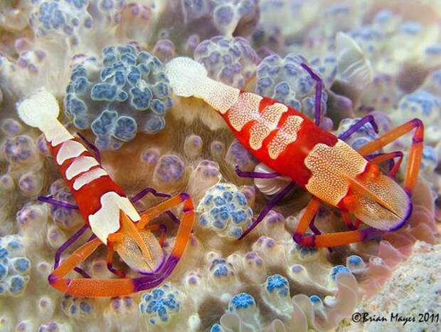 Фотография: Emperor Shrimp  Photo by Brian Mayes Discover more at Underwater Art