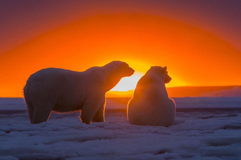 Белые медведи и великолепный закат на Аляске bearsnsunset09 Белые медведи и великолепный закат на Аляске