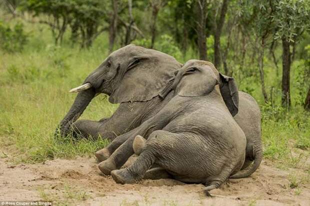 Пьяные слоны, плоды дерева Маруло, слоны напились, слоны алкоголь, забродившие плоды