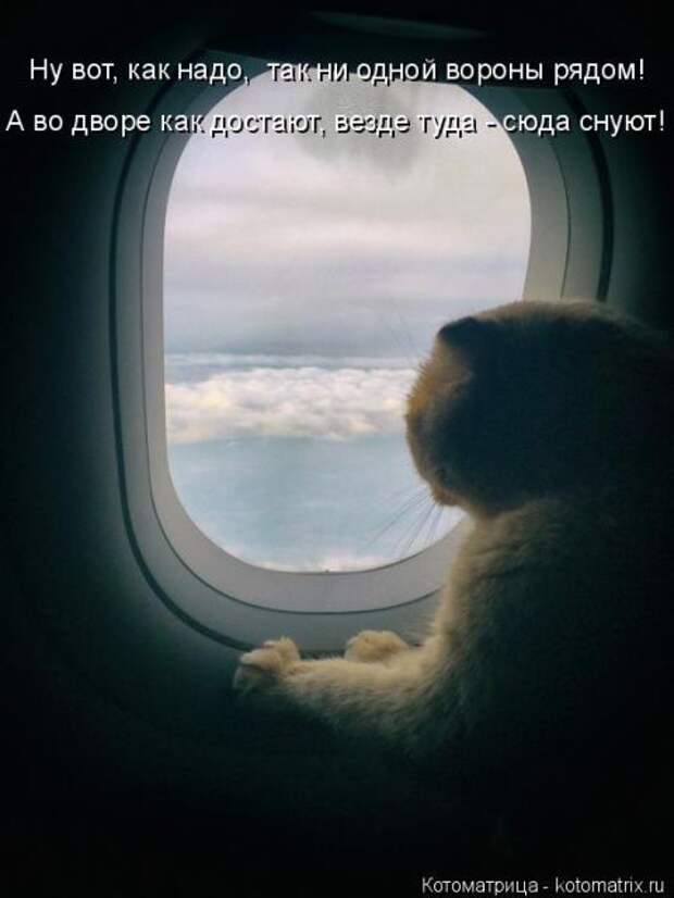 Лучшие котоматрицы недели (50 фото)