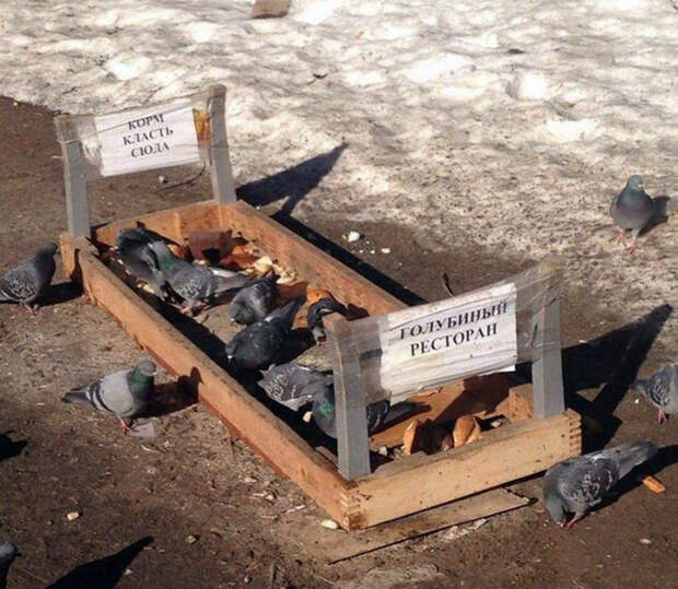 Даже голуби питаются в ресторане. | Фото: veetbox. Даже голуби питаются в ресторане. | Фото: veetbox.