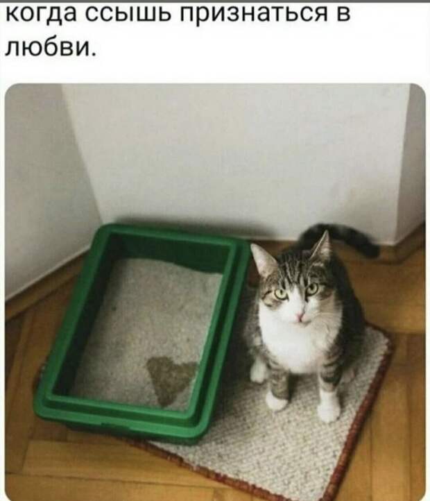 Шутка про кота