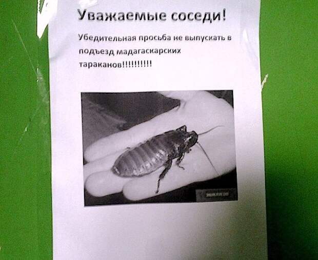 Забавные надписи в подъездах. Злые и добрые