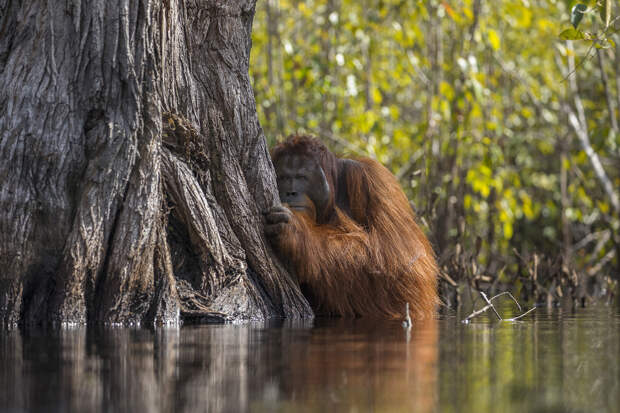 Лучшие работы, присланные на фотоконкурс National Geographic Nature Photographer 2017 Лучшие работы, присланные на фотоконкурс National Geographic Nature Photographer 2017