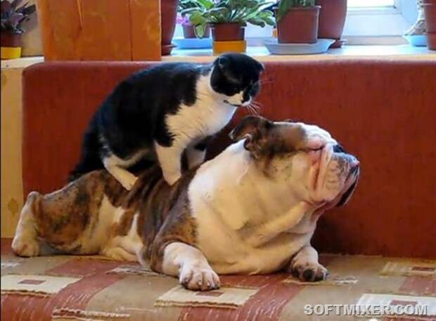 84525613_catmassage2