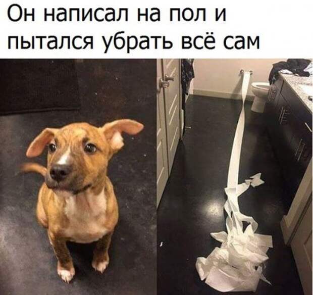 Новые прикольные фотомемы (30 шт)