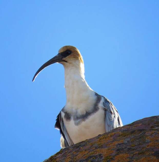 Хранитель врат богов Араму Муру. Автор фото: С. Дешевой. Оригинал фото: https://www.instagram.com/p/BJH-4U2htr4/