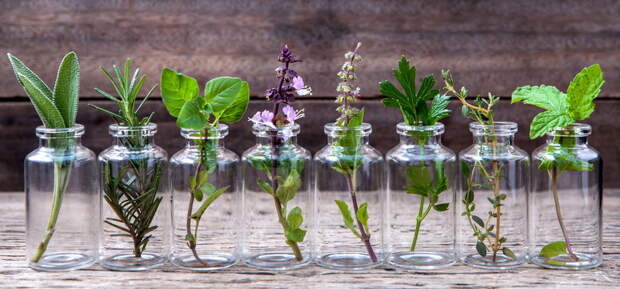 15 растений, которые можно выращивать в стакане воды