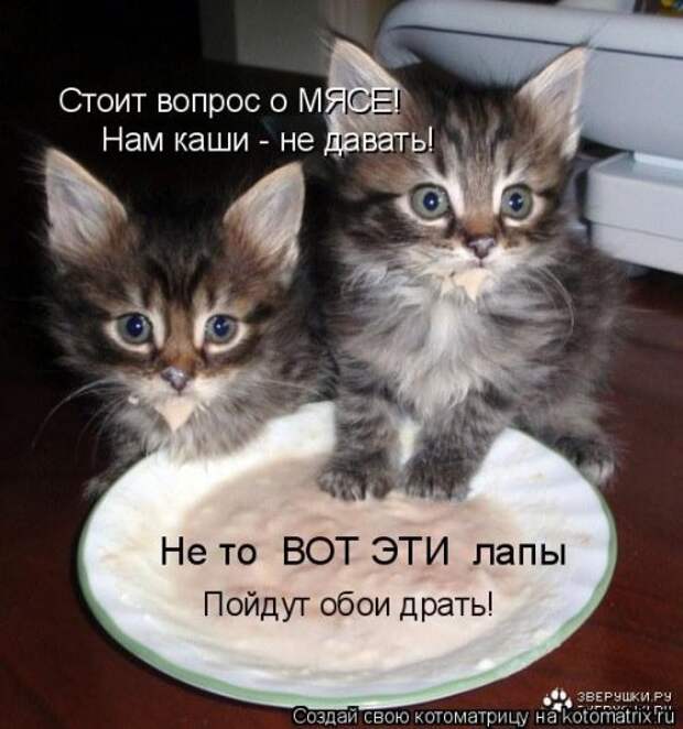 Свежая котоматрица на Бугаге (37 фото)