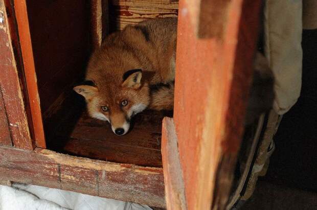 Лисица,считающая себя домашним псом