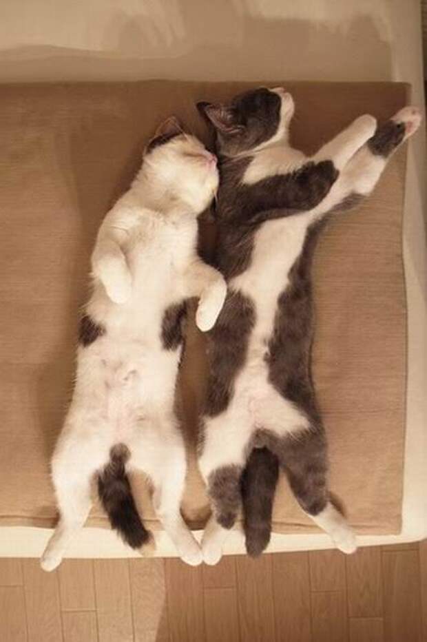 My sister cat 2. Два кота братана. Коты братья. Котики брат и сестра. Котята от брата и сестры.