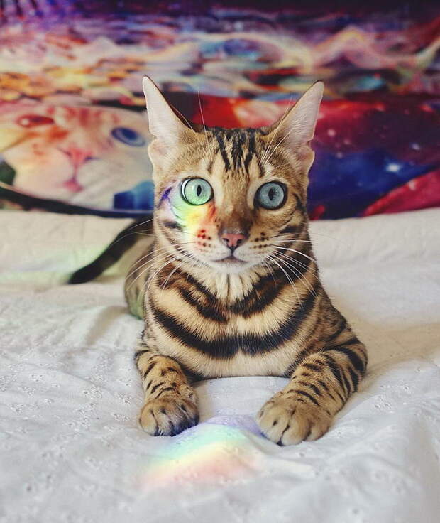 Кошка, которая путешествует больше каждого из нас Кошка, которая путешествует больше каждого из нас