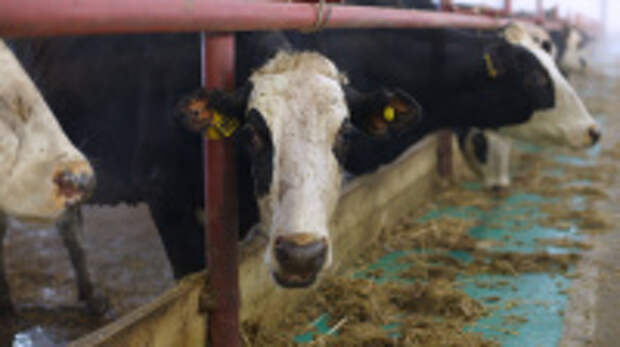 В регионе выросло производство животноводческой продукции