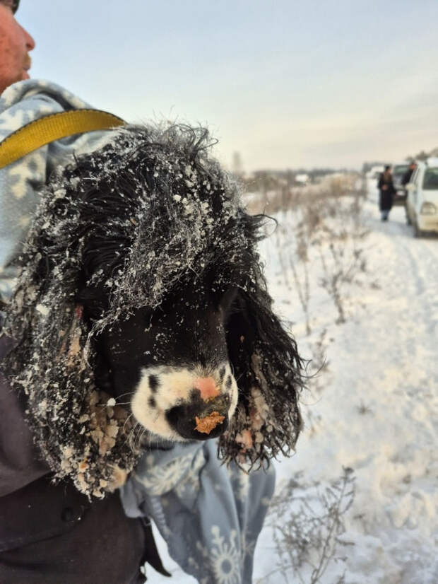 Чудовищные подробности истории выброшенных на трассе собак