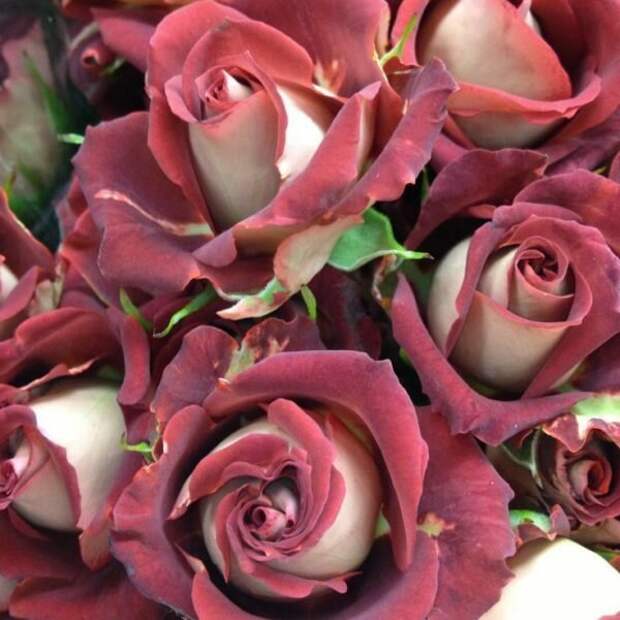 Роза Тирамису  красно-коричневые бутоны с кремовой изнанкой.  Источник: https://dusharoz.ru/shop/tiramisu/