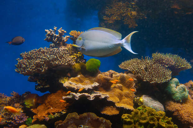 В подводной обсерватории