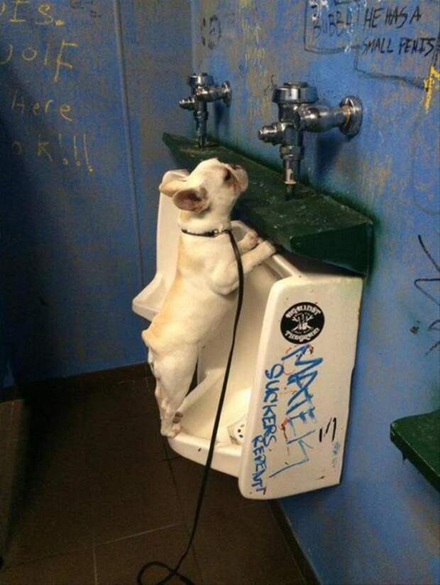 30 веселых фотографий с животными 30 веселых фотографий с животными