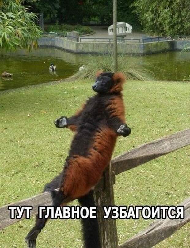 Смешные картинки с надписями для поднятия настроения (11 фото) Смешные картинки с надписями для поднятия настроения (11 фото)