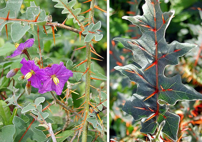 creepyplants62 Самые жуткие растения