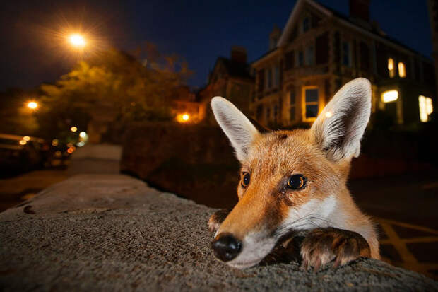 wildlife-photographer-of-the-year-2016-national-history-museum-10-57c824cc75d22__880