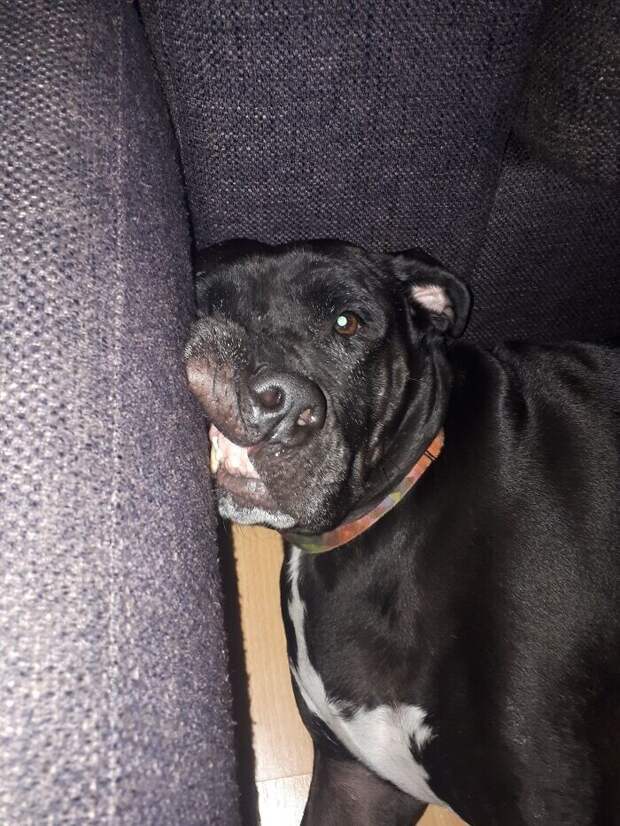 Bigpicture.ru забавных фото с животными, которые гарантированно поднимут вам настроение