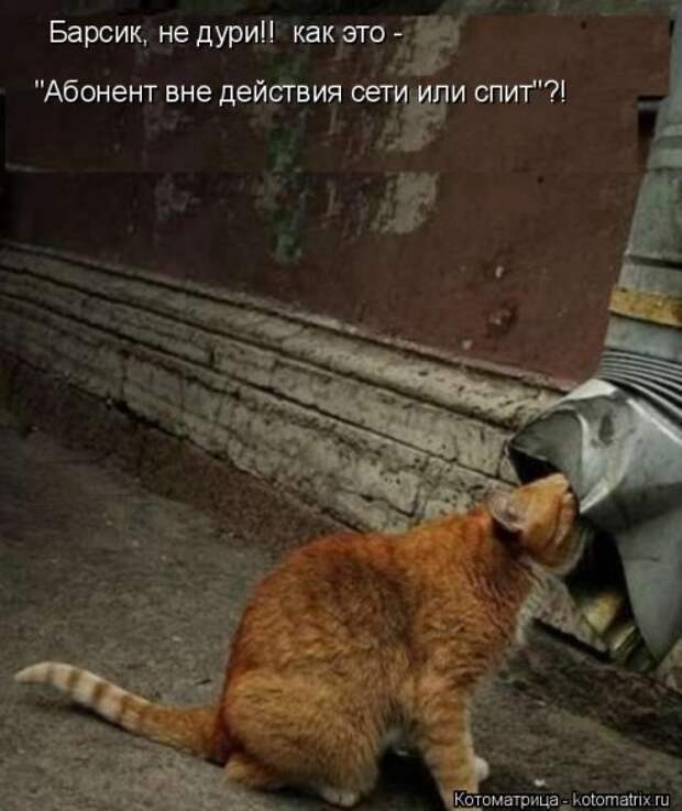 Новая котоматрица для всех (34 фото)
