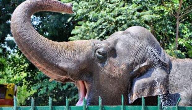 Из мира идиотов: Американский суд принял иск слонихи против зоопарка