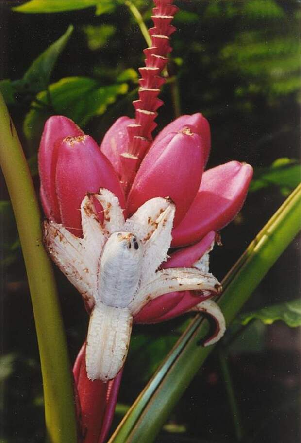 Банан бархатный (бархатистый, фиолетовый, розовый) (лат. Musa velutina)