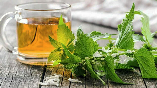 Яснотка для почек