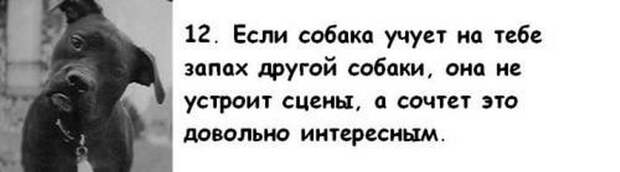 Почему собака лучше жены Почему собака лучше жены