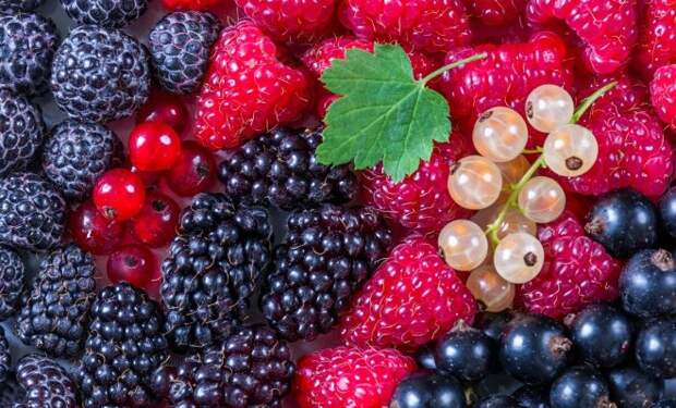 Разнообразные ягоды – ароматные, вкусные, сочные, полезные – были ценным сезонным источником пищи для древнего человека задолго до начала земледелия