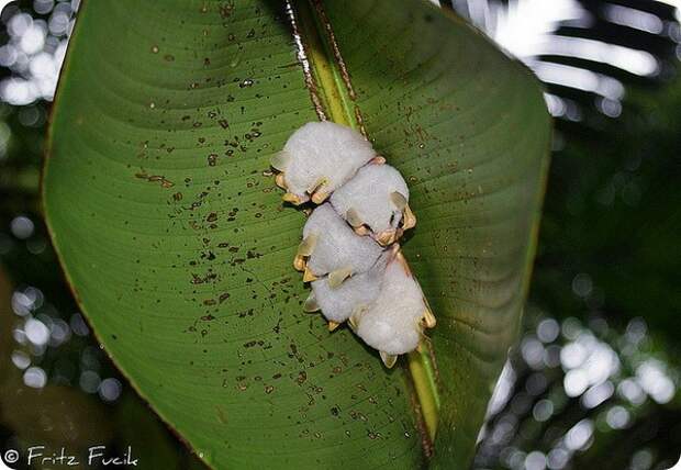 Белые летучие мыши (лат. Ectophylla alba)