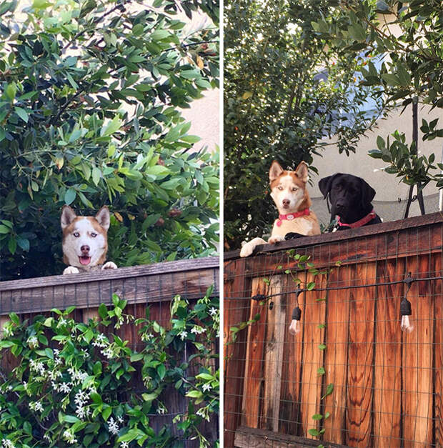 Left Side Is Our Neighbor’s Husky Saying Hello Last Summer, Yesterday She Introduced Us To Her New Yard Mate
