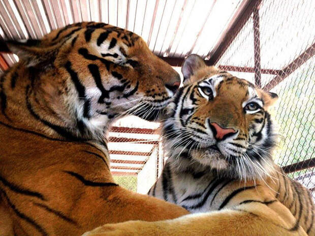 Изможденного тигренка спасли из цирка. Преображение! животные, спасение