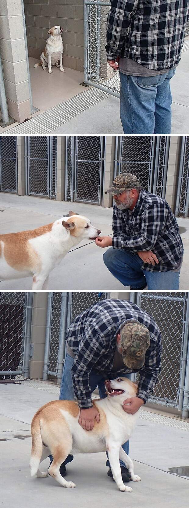 Собака воссоединилась с хозяином спустя три года после пропажи
