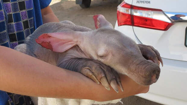 truck-driver-finds-baby-aardvark-namibia-14