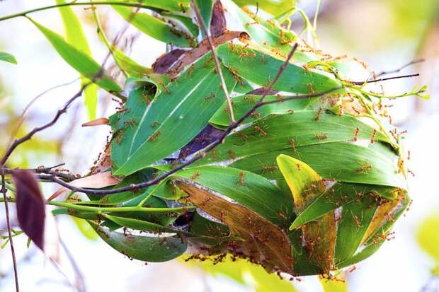 Сколько муравьев в муравейнике?