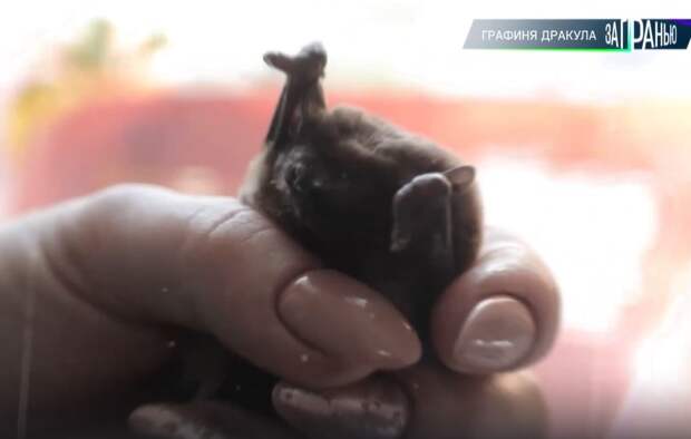 500 летучих мышей спят в холодильнике. Жительница Ростова устроила приют для «вампиров» в однушке