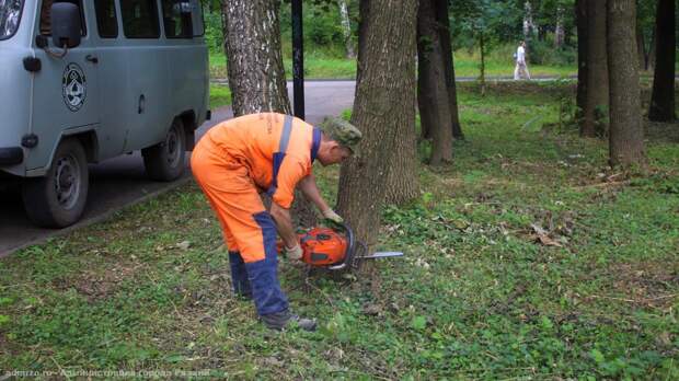 Мэрия Рязани отчиталась о сносе аварийных деревьев