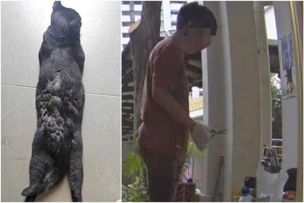 Mothership: в Сингапуре мужчине грозит тюремный срок за стрижку бездомного кота