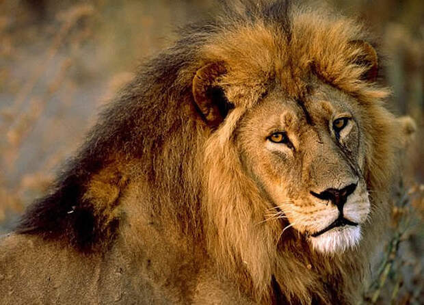 Лев — 100 живнотые, опасность, статистика, фишка