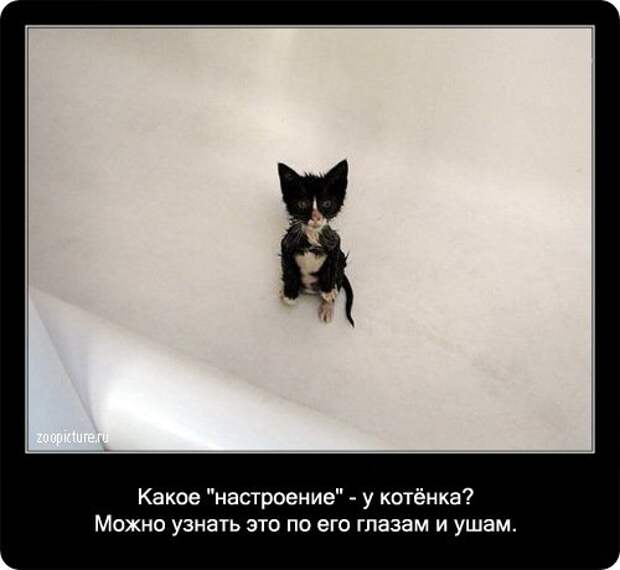 Факты о кошках в картинках