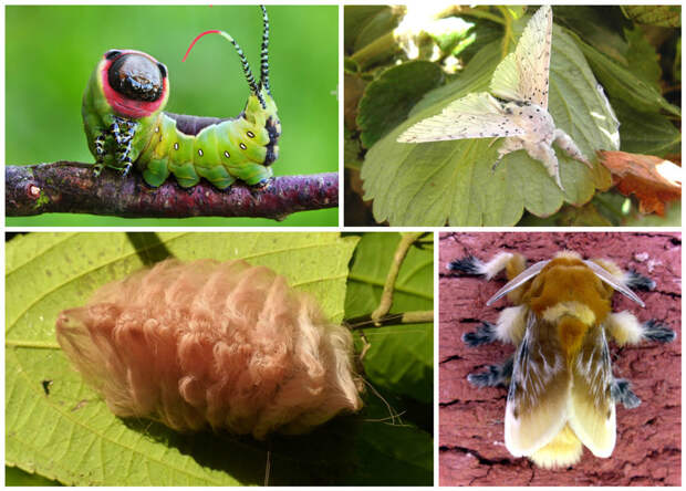 Cerura Vinula и Flannel Moth гусеницы, красота, насекомые, удивительное, фауна