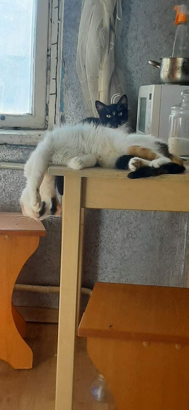 котенок плакал у балкона два кота