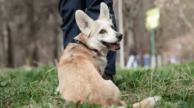 «В бодрящей атмосфере»: синоптик Шувалов рассказал о погоде в Москве на майские праздники