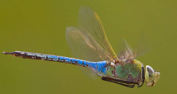 dragonfly