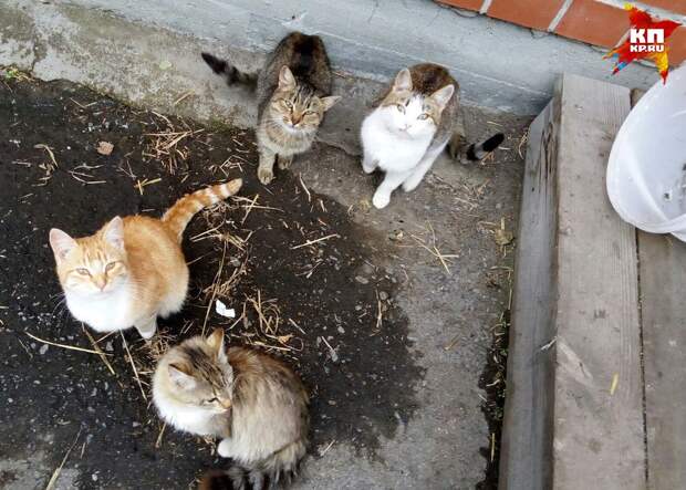 Кошачье семейство круглыми сутками не отходит от дома, ожидая своих хозяев Фото: Анна Фролова
